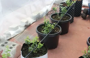riego_multiples_plantulas_arandano_ejemplo de Cultivo de arándano casero