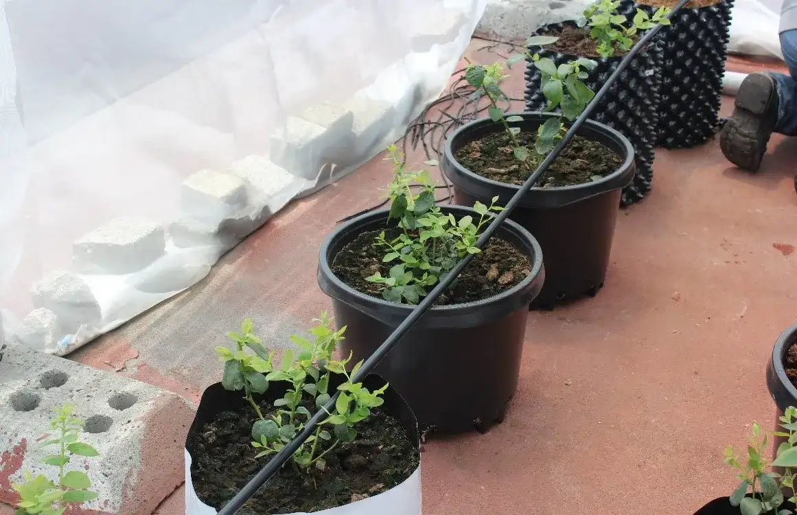 riego_multiples_plantulas_arandano_ejemplo siembra de arándano bolsa para cultivo de arándano maceta para arándano y airgrower para arándano