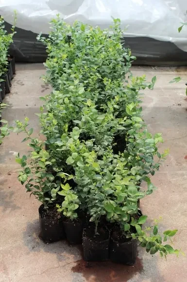 plantulas_de_arandano_Azul, Cultivo de arándano casero