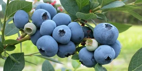 Cultivo de arándano casero en hidroponía, guía de arándano azul.