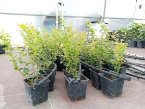 cultivo_de_arandano_montado_completo_plantulas, Cultivo de arándano casero