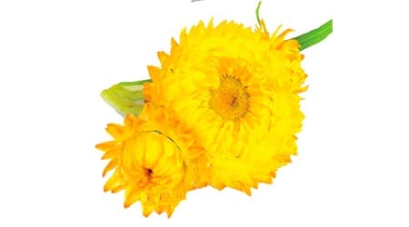 Sobre de Semilla de Flor Inmortales