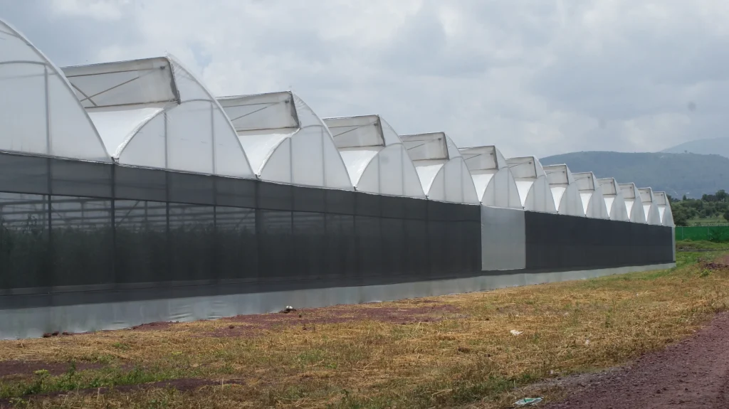 tipos de invernadero tipo capilla modificado