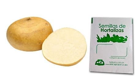 Gramo de Semilla de Jícama Var Agua Dulce