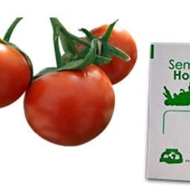 Gramo de Semilla de Jitomate Bola Var Floradade