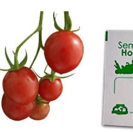 Gramo de Semilla de Jitomate Cherry Var Large Red Cherry