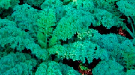 Col rizada enana azul, col risada, Brassica oleracea, col crespa, col rizada, Brassicaceae o col rizada cale coles rizadas
