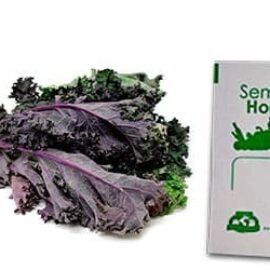 Gramo de Semilla de Kale Rojo o Col Rizada Var Red Rusian