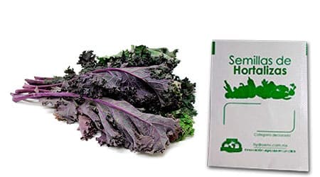 Gramo de Semilla de Kale Rojo o Col Rizada Var Red Rusian