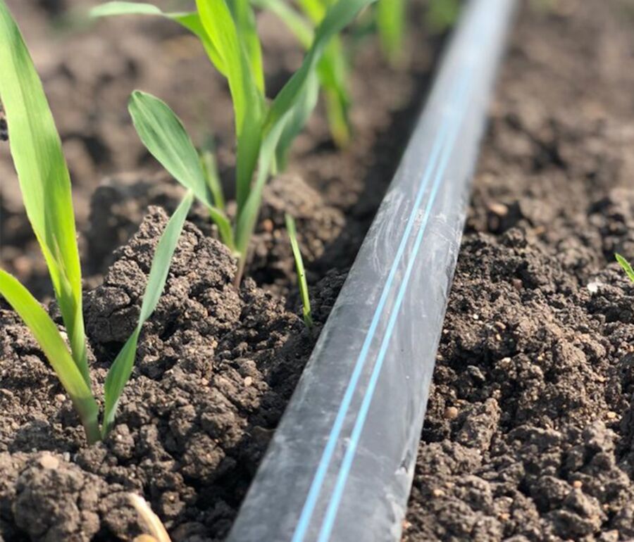 Cinta de goteo, manguera de riego, sistema de irrigación, manguera con goteros, tubo de goteo, cinta de riego por goteo, sistema de distribución de agua, manguera de riego agrícola, tubo de riego, manguera para riego de precisión, sistema de irrigación eficiente, manguera para cultivo, cinta para riego, manguera para hidroponía, sistema de riego flexible.