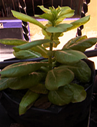 Lechuga Escapoentallado