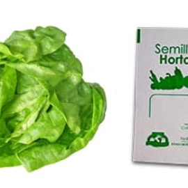 Gramo de Semilla de Lechuga Var White Boston