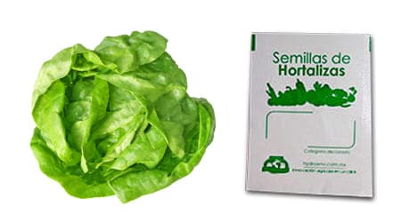 Gramo de Semilla de Lechuga Var White Boston