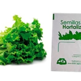 Gramo de Semilla de Lechuga Simpson