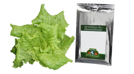 Lechuga Baby Italiana Var. Bahamas Sobre de 25000 Semillas