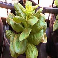Lechuga Escapo