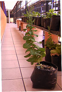 Lechuga Floración