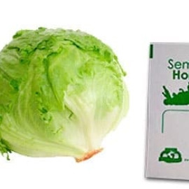 Gramo de Semilla de Lechuga Iceberg Var Great Lakes