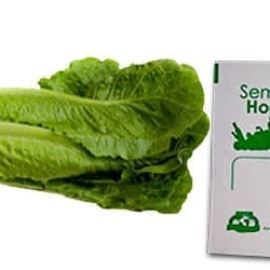 Gramo de Semilla de Lechuga Orejona o Romana Var Parrish Island