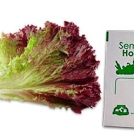 Gramo de Semilla de Lechuga Red Salad Bowl