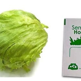 Gramo de Semilla de Lechuga Romana Var Clímax