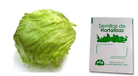 Gramo de Semilla de Lechuga Romana Var Clímax