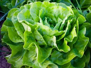lechuga francesa