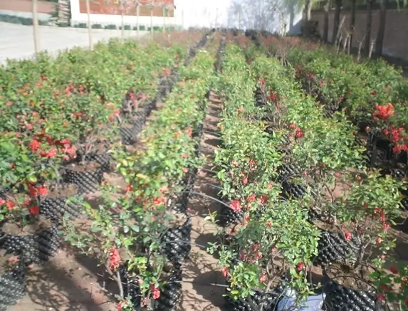 producción intensiva en maceta hidroponica de poda de aire air growers