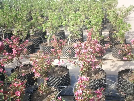 diferentes cultivos en macetas hidroponicas air growers