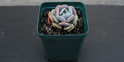 suculenta en maceta de propagación verde de medio litro