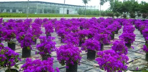 producción hidropónica de flores con abono hidropónico para floricultura
