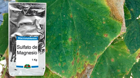 Kilogramo de Sulfato de Magnesio