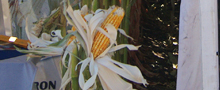 Zea Mays, elote, maiz, mais, Tonelada de Maiz Amarillo Var Super Tiburon “Plano Medio”