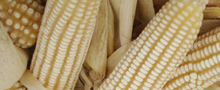 maiz blanco, mais, maiz, elote, zea mays