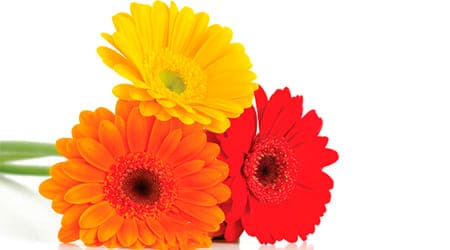 Sobre de Semilla de Flor Margaritón
