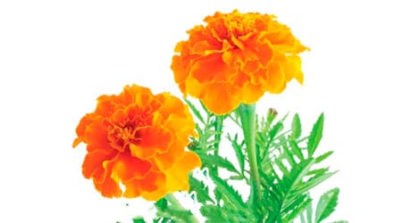 Sobre de Semilla de Flor Marigold