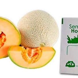 Gramo de Semilla de Melón Var Top Mark