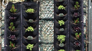 Modular de 1 m de Largo de Bolsa Chica para Muro Verde