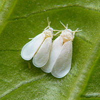 Mosca blanca plagas en los cultivos 