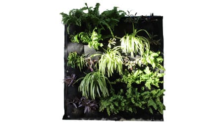 Modular de 1 m2 de Bolsa Chica para Muro Verde