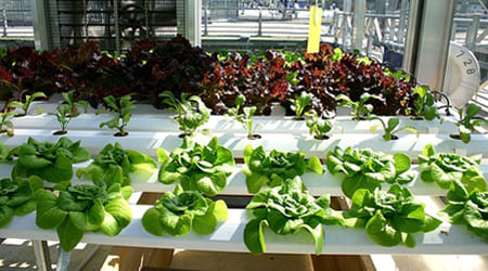 Ducto, tubo, conducto, caño, conducto de agua, tubería, sistema de riego, estructura, canal, conducto nutritivo, canalización, solución nutritiva, pieza, accesorio, conducto para cultivo.