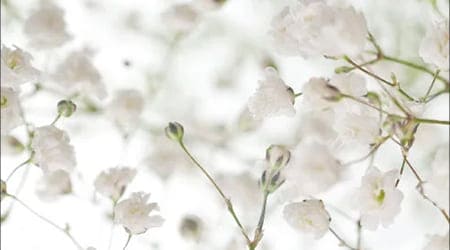 Sobre de Semilla de Flor Nube