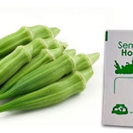 Gramo de Semilla de Okra Var Clemson Spinless