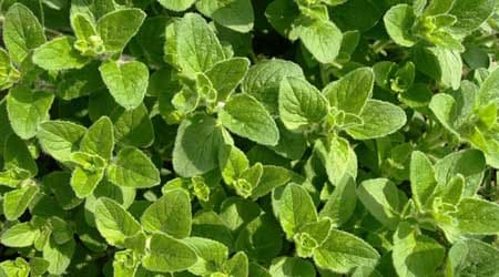 Origanum vulgare, oregano, semilla de oregano, medicinal