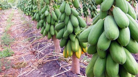 Sobre de 8 Semillas de Papaya Red Maradol