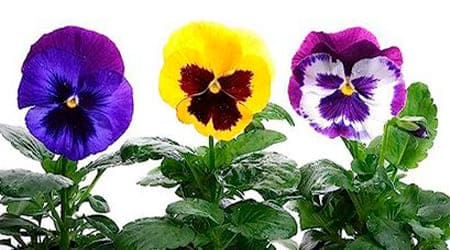 Sobre de Semilla de Flor Pensamiento