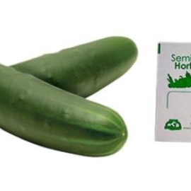 Gramo de Semilla de Pepino Var Poinsett 76
