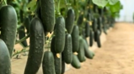 Sobre de 1000 Semillas de Pepino Morelo F1
