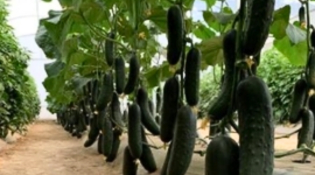 Sobre de 1000 semillas de Pepino Navolato F1