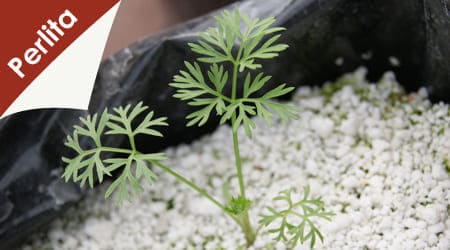 germinacion de cilantro en perlita mineral como sustrato